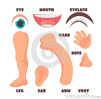 Cartoon baby body parts with english vocabulary vector set Vector Illustration