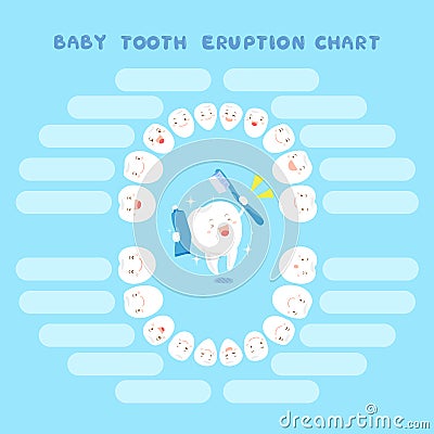 Cartoon baby tooth eruption chart Vector Illustration