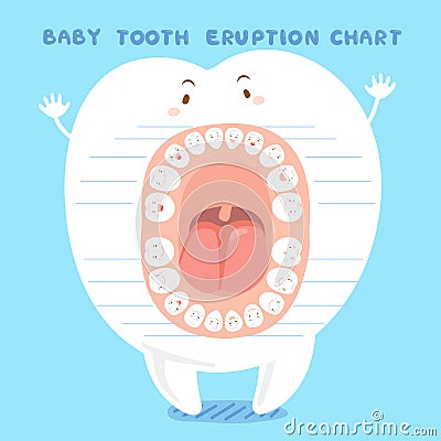 Cartoon baby tooth eruption chart Vector Illustration