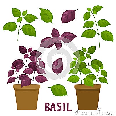 Cartoon basil plants in pot isolated on white. Vector Illustration
