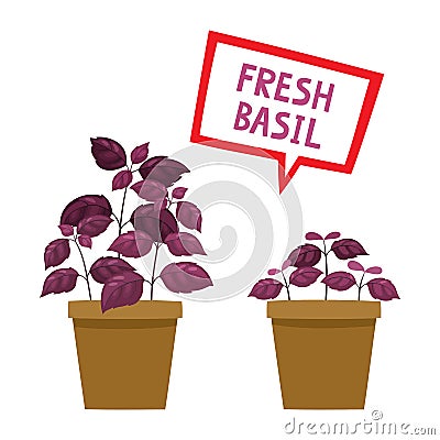 Cartoon basil plants in pot isolated on white. Vector Illustration