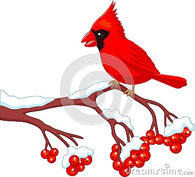 Cartoon beautiful cardinal bird posing on the berry tree Vector Illustration