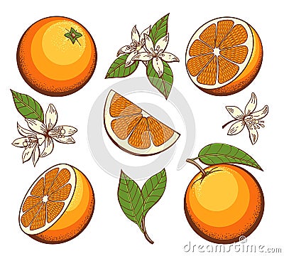 Cartoon blossoming oranges Vector Illustration