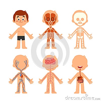 Cartoon boy body anatomy. Human biology systems anatomical chart. Skeleton, veins system and organs vector illustration Cartoon Illustration