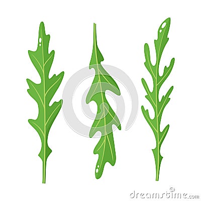 Cartoon bright arugula rucola leaves isolated on white Vector Illustration