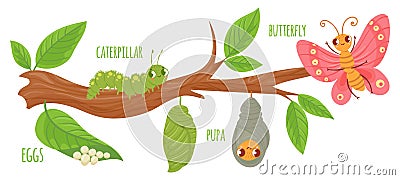 Cartoon butterfly life cycle. Caterpillar transformation, butterflies eggs, caterpillars and pupa. Insects growing Vector Illustration