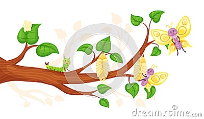 Cartoon butterfly life cycle, egg, larva, pupa, insects development. Insect metamorphosis from caterpillar to Vector Illustration