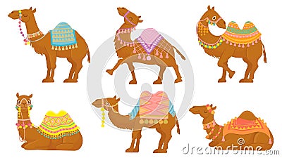 Cartoon camel. Funny desert animals with saddle. Camels vector isolated characters set. Wild Arabian pet Vector Illustration