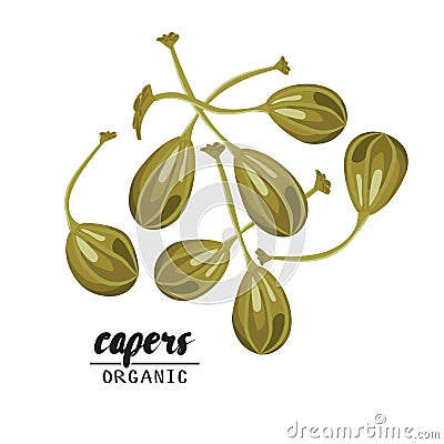 Cartoon capers. Ripe green vegetable. Vegetarian delicious. Eco organic food. Flat vector design, on white background. Vector Illustration