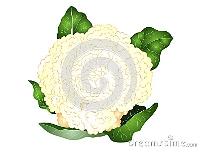 Cartoon Cauliflower Clipart Vector Illustration