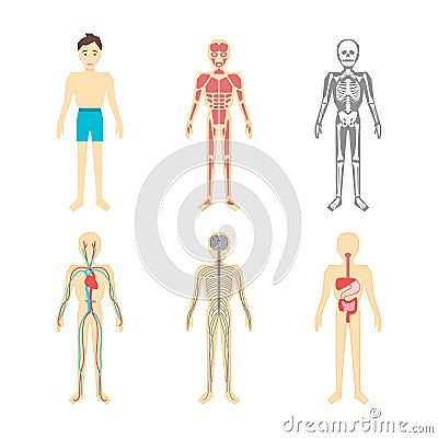 Cartoon Color Human Anatomical System Set. Vector Vector Illustration