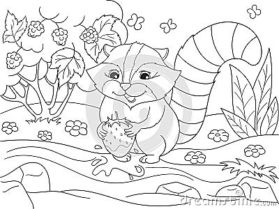 Cartoon coloring book black and white Nature. American, northern raccoon and coon washes strawberries Vector Illustration