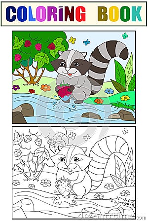 Cartoon coloring and color book black and white Nature. American, northern raccoon and coon washes strawberries Vector Illustration