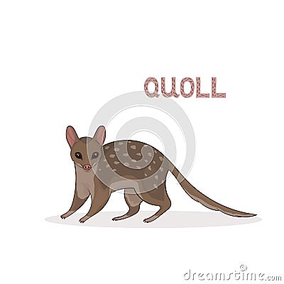 A cartoon cute quoll, isolated on a white background. Animal alphabet. Vector Illustration