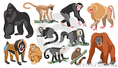 Cartoon different breeds monkeys. Funny exotic animals, tropical wildlife, various mammal primates, gorilla and Vector Illustration