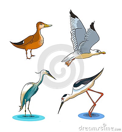 Cartoon drawing of some wetlands birds Cartoon Illustration