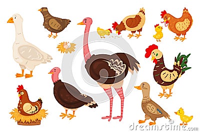 Cartoon farm birds, cute chick, hen and rooster. Chicken, goose, duck, turkey, quail, ostrich, nest with eggs, domestic Vector Illustration