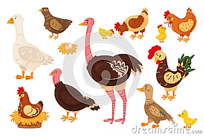 Cartoon farm birds, cute chick, hen and rooster. Chicken, goose, duck, turkey, quail, ostrich, nest with eggs, domestic Stock Photo