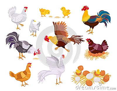 Cartoon farm chicken family, rooster, hen and chicks. Flat domestic bird eat, run and sit on eggs. Nest with chick Vector Illustration