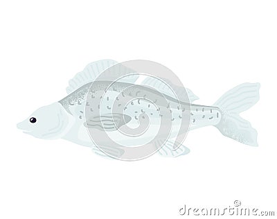 Cartoon fish swimming, gray spotted freshwater fish, side view. Aquatic life and underwater fauna vector illustration Cartoon Illustration