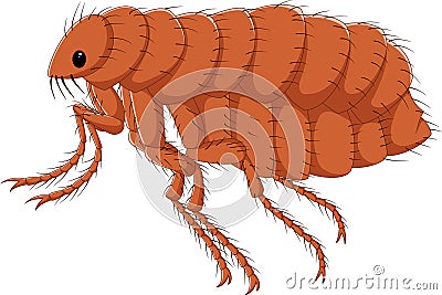 Cartoon flea isolated on white background Vector Illustration