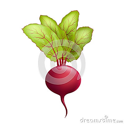 Cartoon fresh beetroot vegetable Vector Illustration