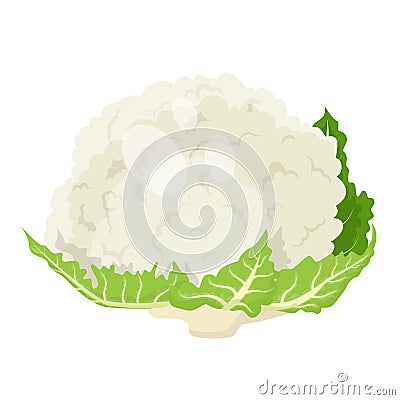 Cartoon fresh organic green cauliflower icon. Vector Illustration