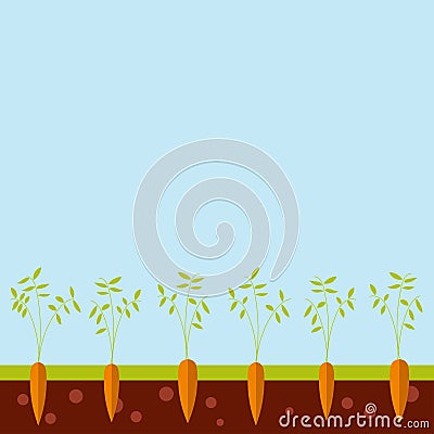 Cartoon garden bed with carrots, illustration Cartoon Illustration