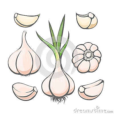 Cartoon garlic sketch Vector Illustration