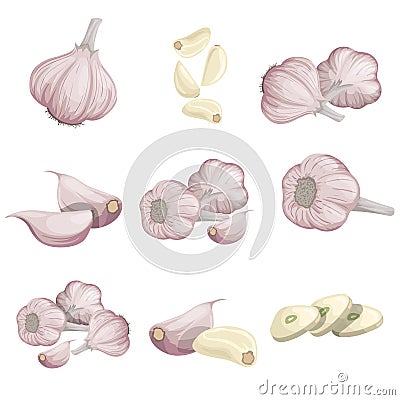 Cartoon garlics set. Whole garlic, peeled, cloves and garlic groups. Flat simple design. Vector illustrations collection Vector Illustration