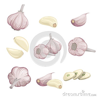 Cartoon garlics set. Whole garlic, peeled, cloves and garlic groups. Flat simple design. Vector illustrations collection isolated Vector Illustration