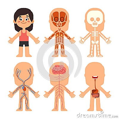 Cartoon girl body anatomy. Woman veins, organs and nervous system biology chart. Human skeleton and muscle systems Vector Illustration