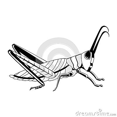 Vector Cartoon Grasshopper Character isolated illustration Vector Illustration