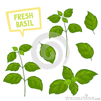 Cartoon green basil plants isolated on white. Vector Illustration