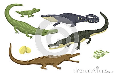 Cartoon green crocodile danger predator and australian wildlife river reptile carnivore alligator with scales teeth flat Vector Illustration