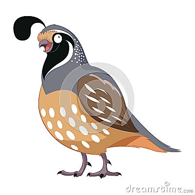 Cartoon happy Quail Vector Illustration