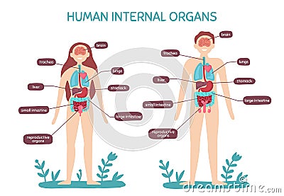 Cartoon human body anatomy. Male and female internal organs, humans physiology chart vector illustration Vector Illustration