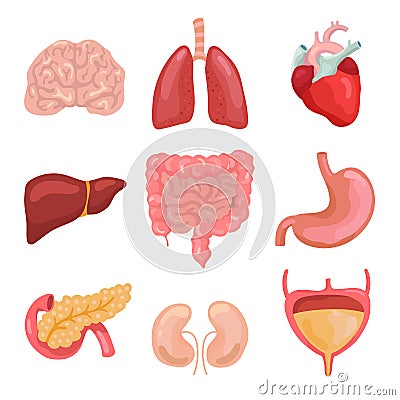 Cartoon human body organs. Healthy digestive, circulatory. Organ anatomy icons for medical chart vector set Vector Illustration