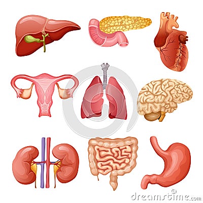 Cartoon Human Organs Set Vector Illustration