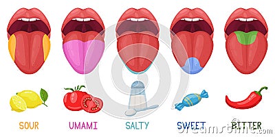 Cartoon human taste areas. Tongue taste receptors, sour, sweet, bitter, salty and umami tastes. Human tongue taste zones Vector Illustration