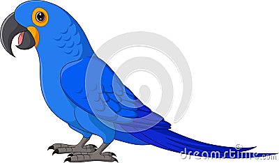 Cartoon Hyacinth Macaw on White Background Vector Illustration