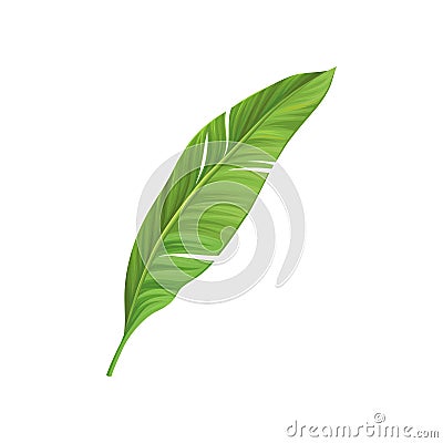 Cartoon icon of green leaf of banana palm tree. Colorful graphic design element for print, pattern or postcard. Tropical Vector Illustration