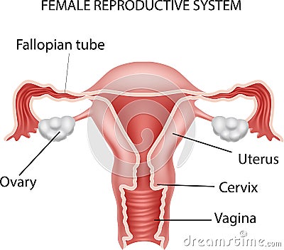 Cartoon illustration of Female reproductive system Vector Illustration