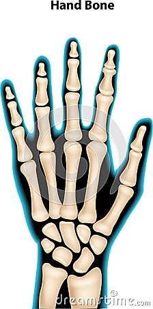 Cartoon illustration of hand bone Vector Illustration