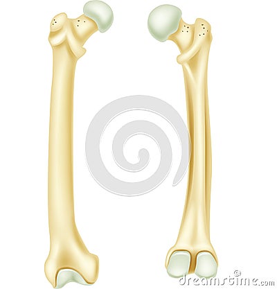 Cartoon illustration of human bone anatomy Vector Illustration