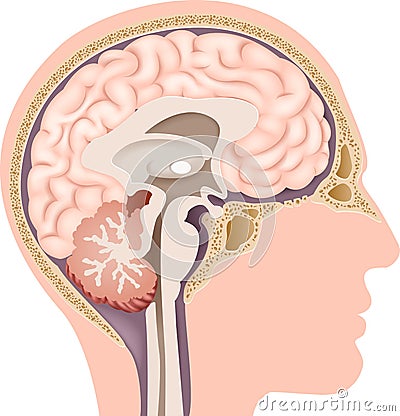 Cartoon illustration of Human Internal Brain Anatomy Vector Illustration