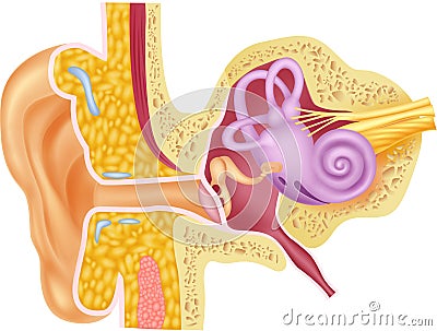 Cartoon illustration of Human Internal Ear Anatomy Vector Illustration