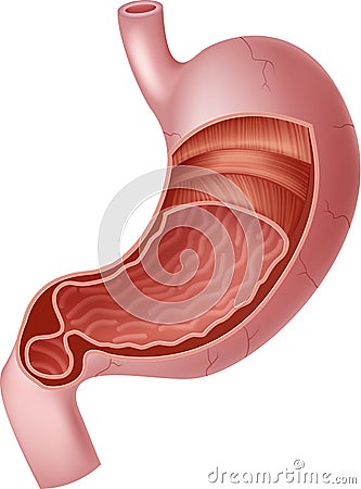 Cartoon illustration of Human Internal Stomach Anatomy Vector Illustration