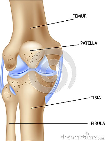 Cartoon illustration of the human knee joint anatomy Vector Illustration