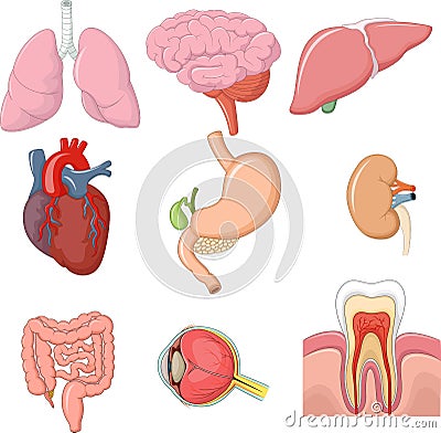 Cartoon illustration of internal human organs collection set Vector Illustration